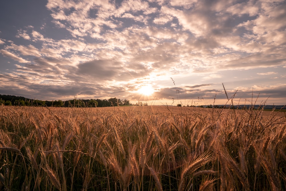 the sun is setting over a field of wheat