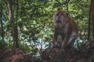 brown monkey sitting beside trees