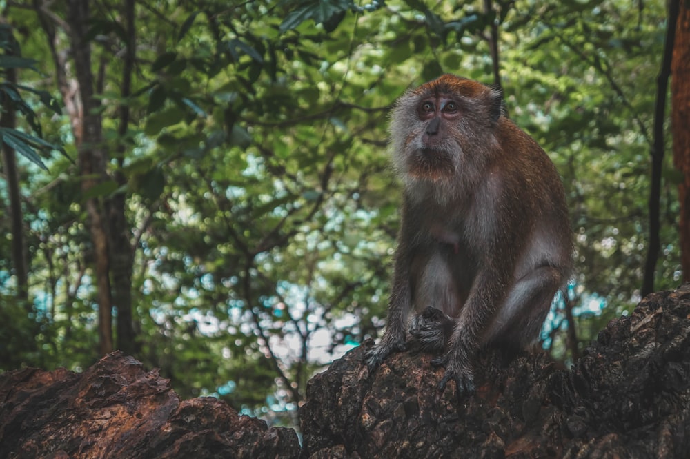 brown monkey sitting beside trees