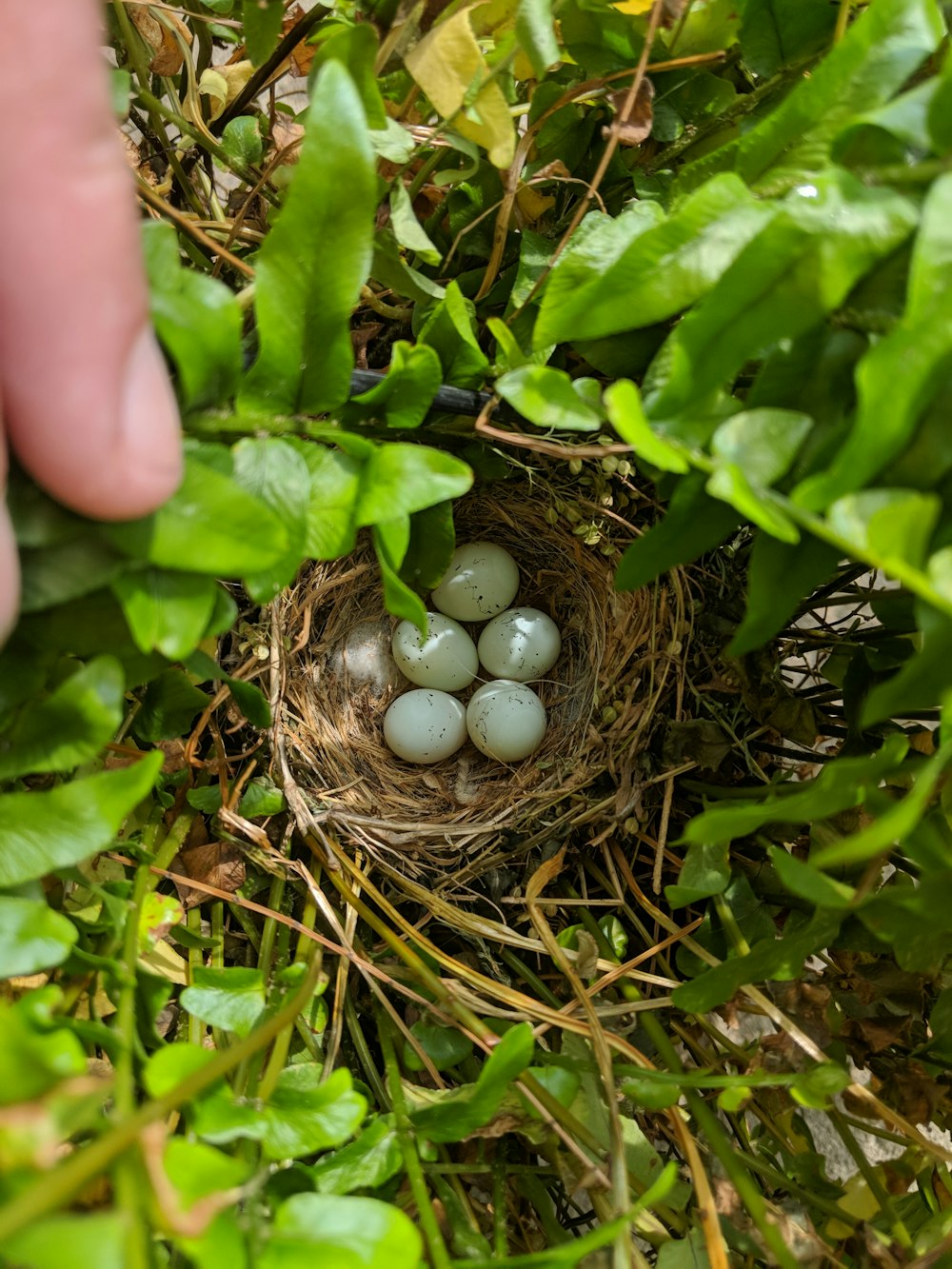 Cinq oiseaux oeuf sur le nid