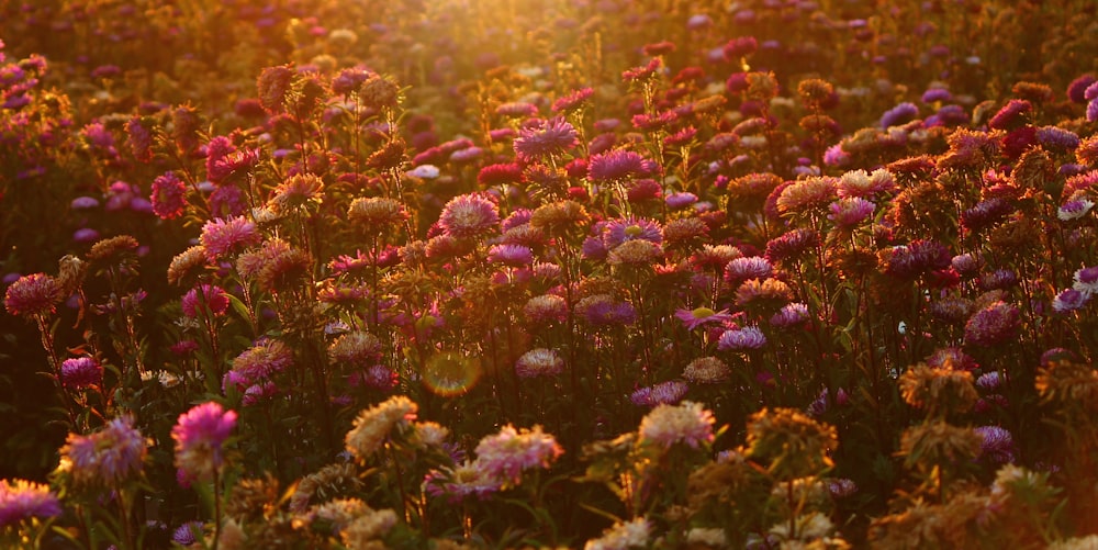 photo of assorted-color flower field