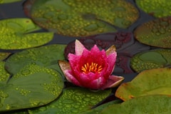 pink lotus flower