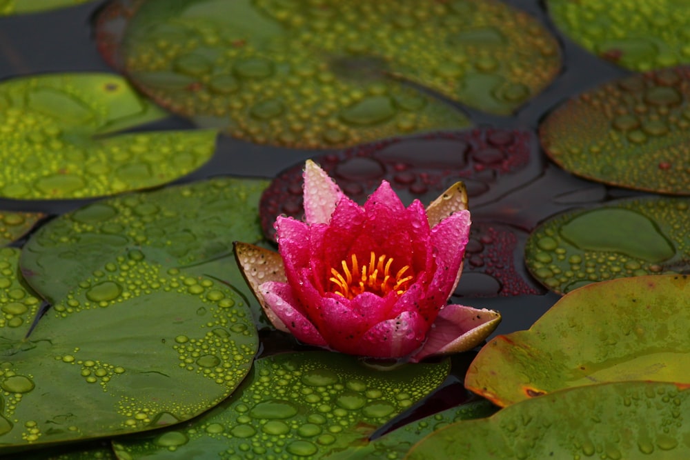 pink lotus flower