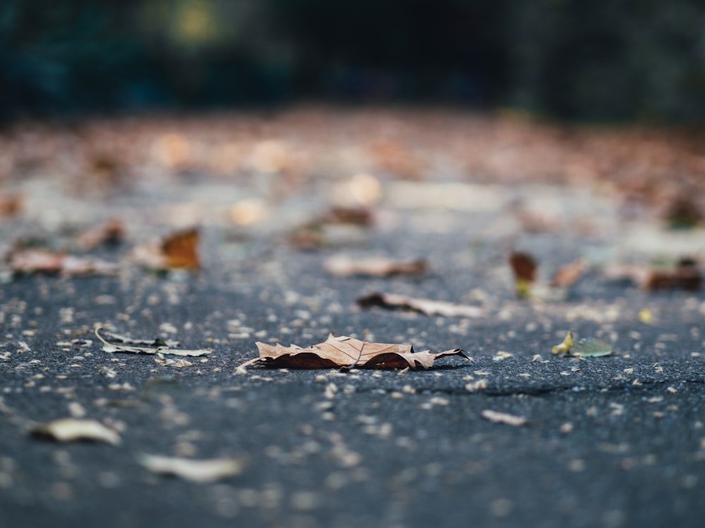 brown dry leaf