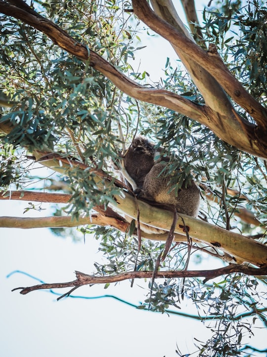 koala on tree branch in Morialta Conservation Park Australia
