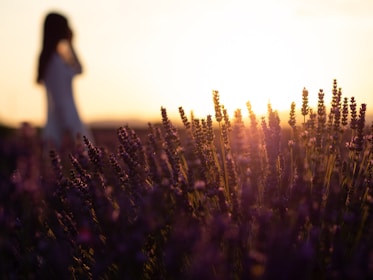 purple flowers