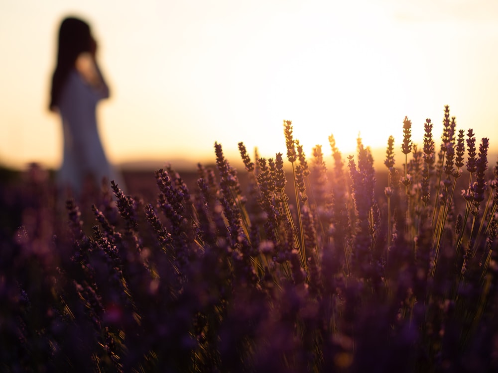 Flores moradas