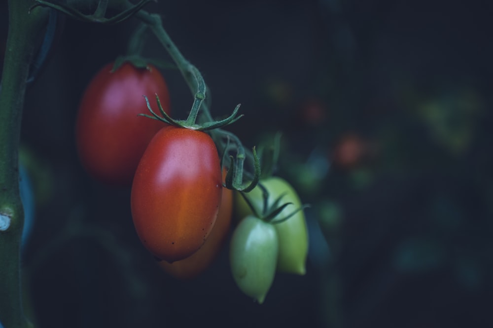 빨간색과 녹색 과일의 선택적 초점 사진