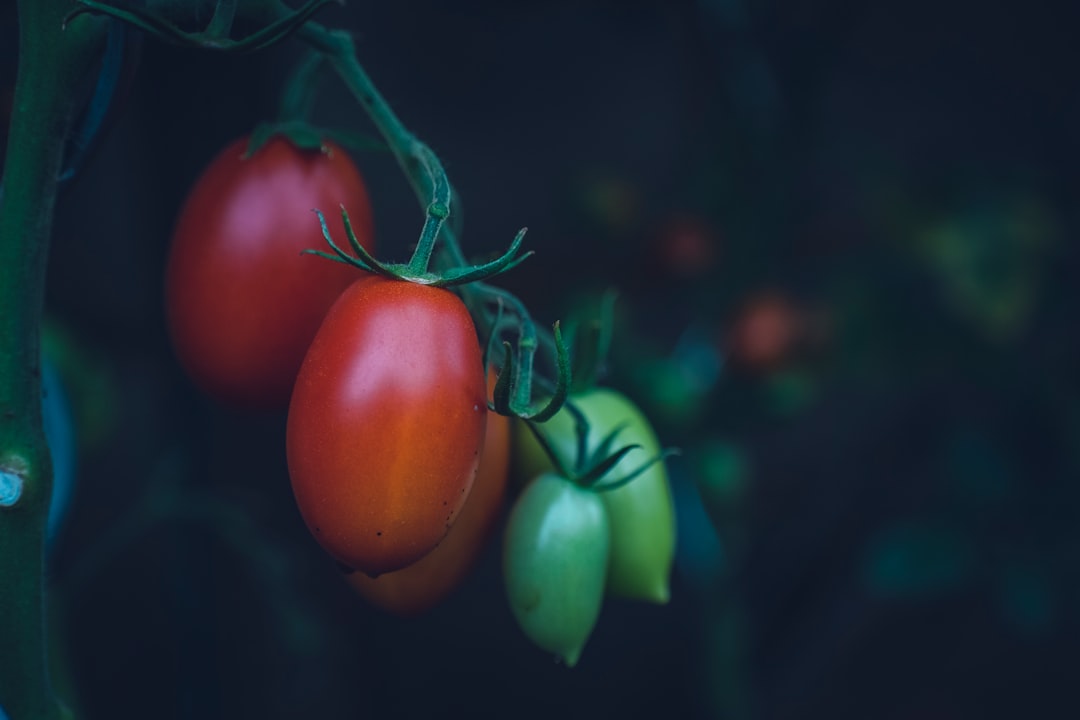“蕃茄發芽可以吃嗎？專家解答如何正確理解蕃茄的發芽現象”