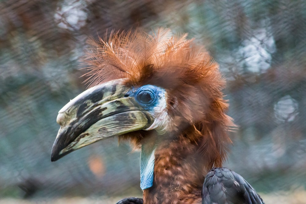 close-up of long-beak brown and blue bird