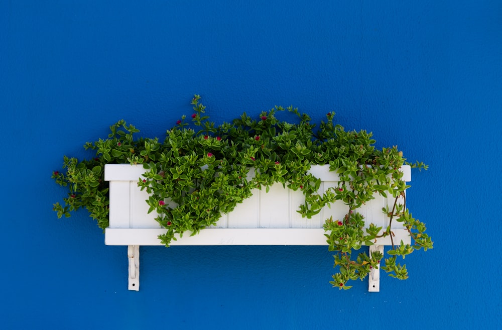 白い木製の壁に取り付けられたラックに緑の葉の植物