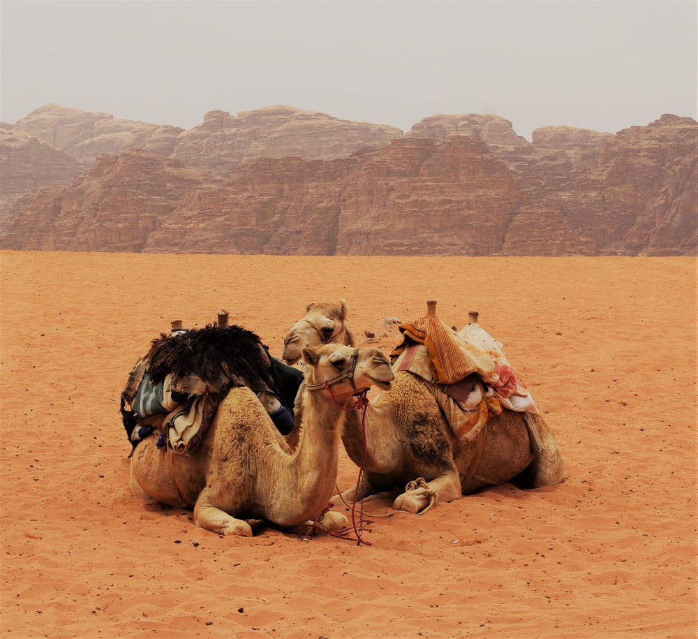 Deux chameaux assis sur du sable brun près des montagnes
