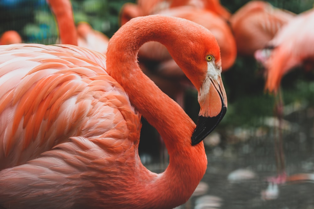 Flamant rose sur plan d’eau pendant la journée