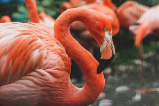 flamingo on body of water during daytime