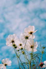 white petaled flowers during day