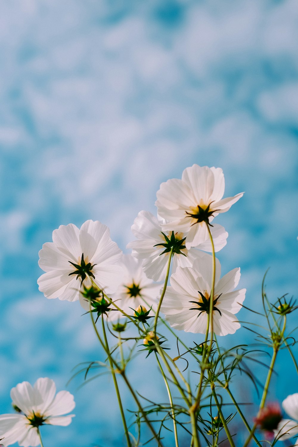 white petaled flowers during day