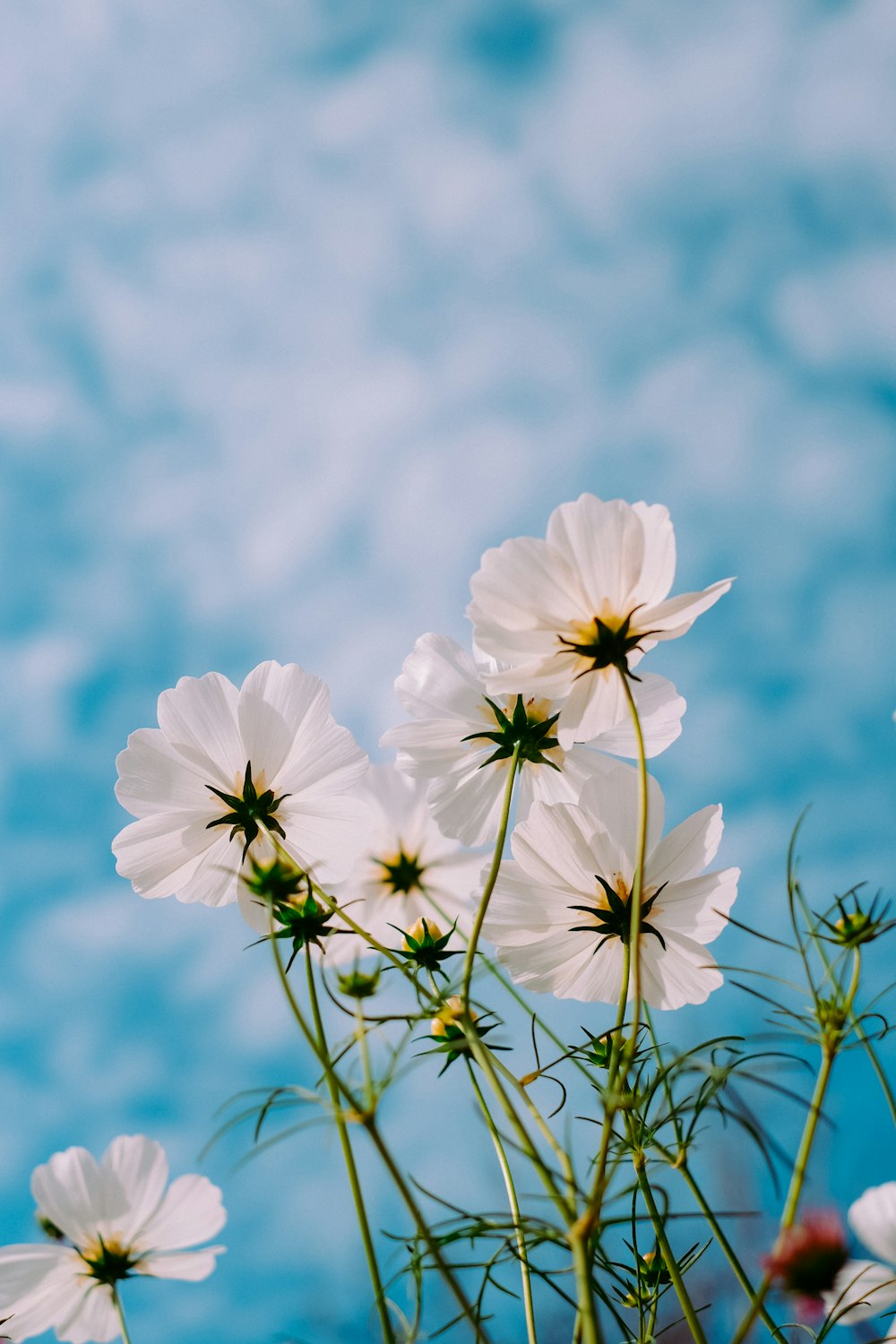 日中の白い花びらの花