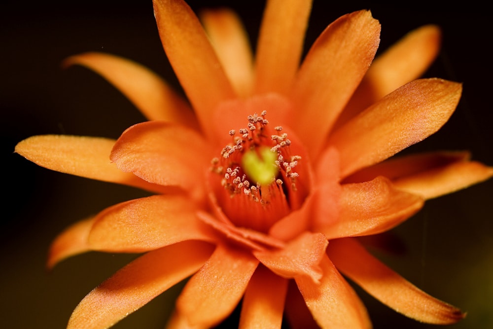 orange flower