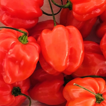 A collection of vibrant red habanero peppers with glossy surfaces and green stems piled together. The peppers have a slightly wrinkled texture and a rich color that highlights their freshness.
