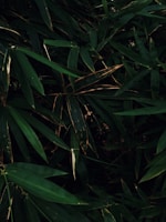 Dense foliage of green bamboo leaves overlapping each other with varying shades of dark and light green. Some leaves show slight signs of browning at the tips, hinting at natural aging or environmental exposure. The overall composition is lush and vibrant, emphasizing a strong sense of natural vitality.