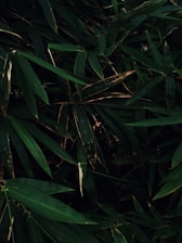 Dense foliage of green bamboo leaves overlapping each other with varying shades of dark and light green. Some leaves show slight signs of browning at the tips, hinting at natural aging or environmental exposure. The overall composition is lush and vibrant, emphasizing a strong sense of natural vitality.