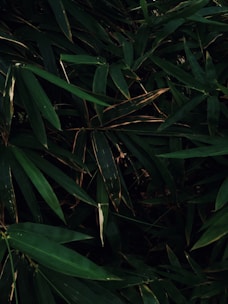 Dense foliage of green bamboo leaves overlapping each other with varying shades of dark and light green. Some leaves show slight signs of browning at the tips, hinting at natural aging or environmental exposure. The overall composition is lush and vibrant, emphasizing a strong sense of natural vitality.