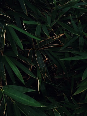 Dense foliage of green bamboo leaves overlapping each other with varying shades of dark and light green. Some leaves show slight signs of browning at the tips, hinting at natural aging or environmental exposure. The overall composition is lush and vibrant, emphasizing a strong sense of natural vitality.