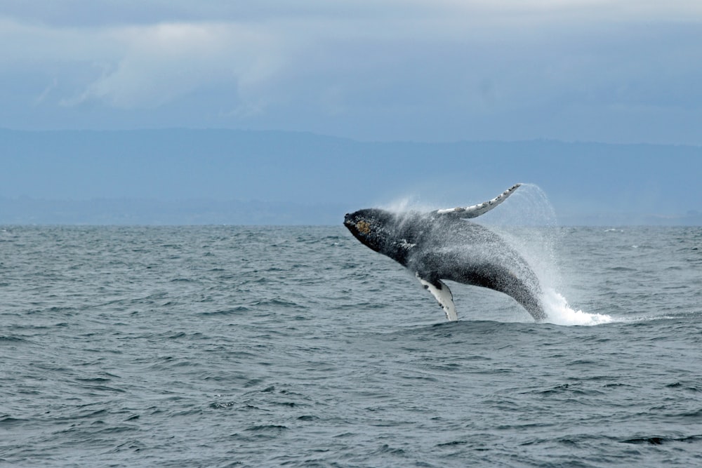 baleine sautant au-dessus de l’eau