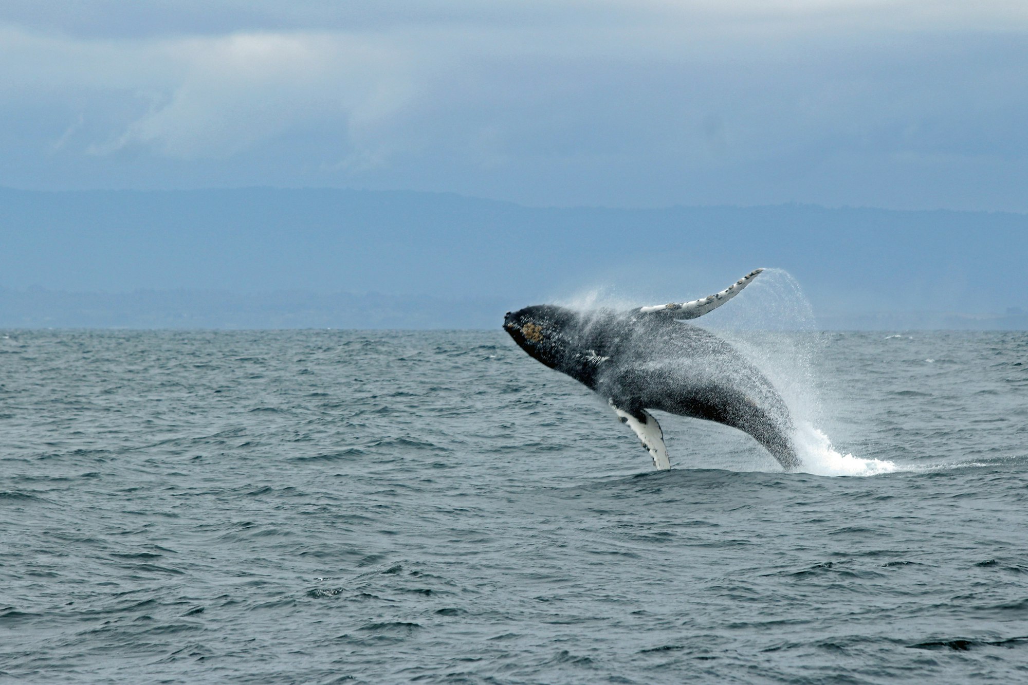 In spring of 2018 we went to Monterey on a Whalewatch trip. It was awesome!
For the full storey https://www.letsgotothestates.com/rondreis-2018-pacific-grove (in Dutch)