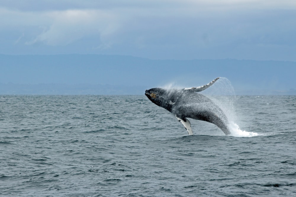 whale jumping above water