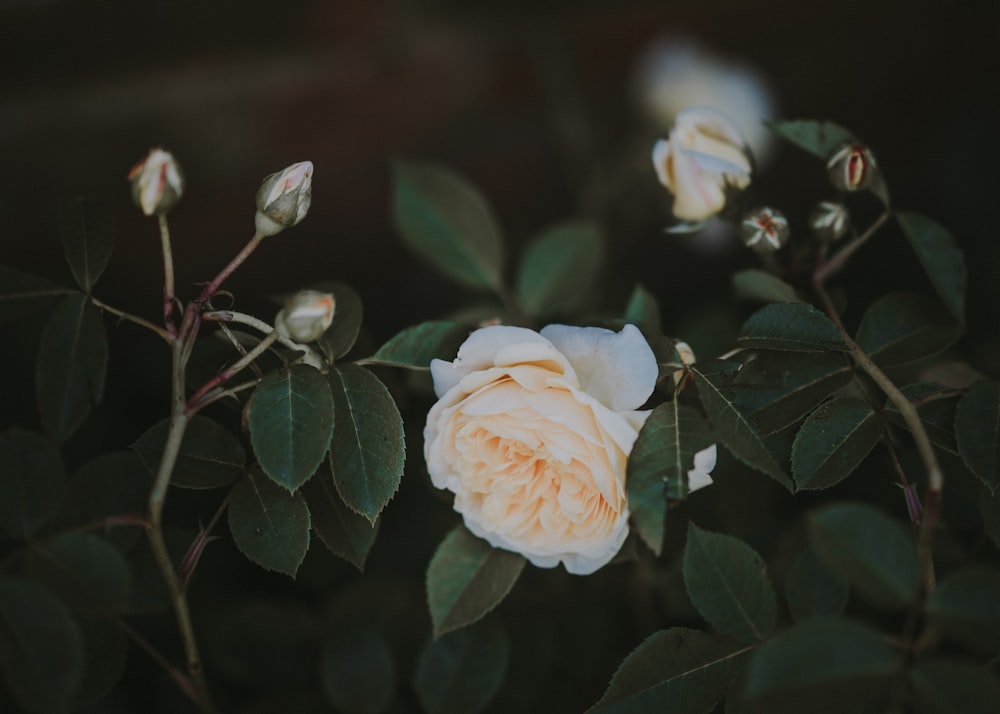 fotografia de foco seletivo de flor de pétala branca