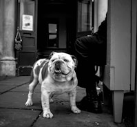 grayscale photo of English bulldog