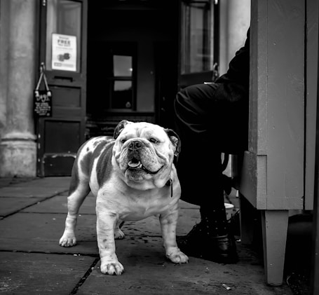 grayscale photo of English bulldog