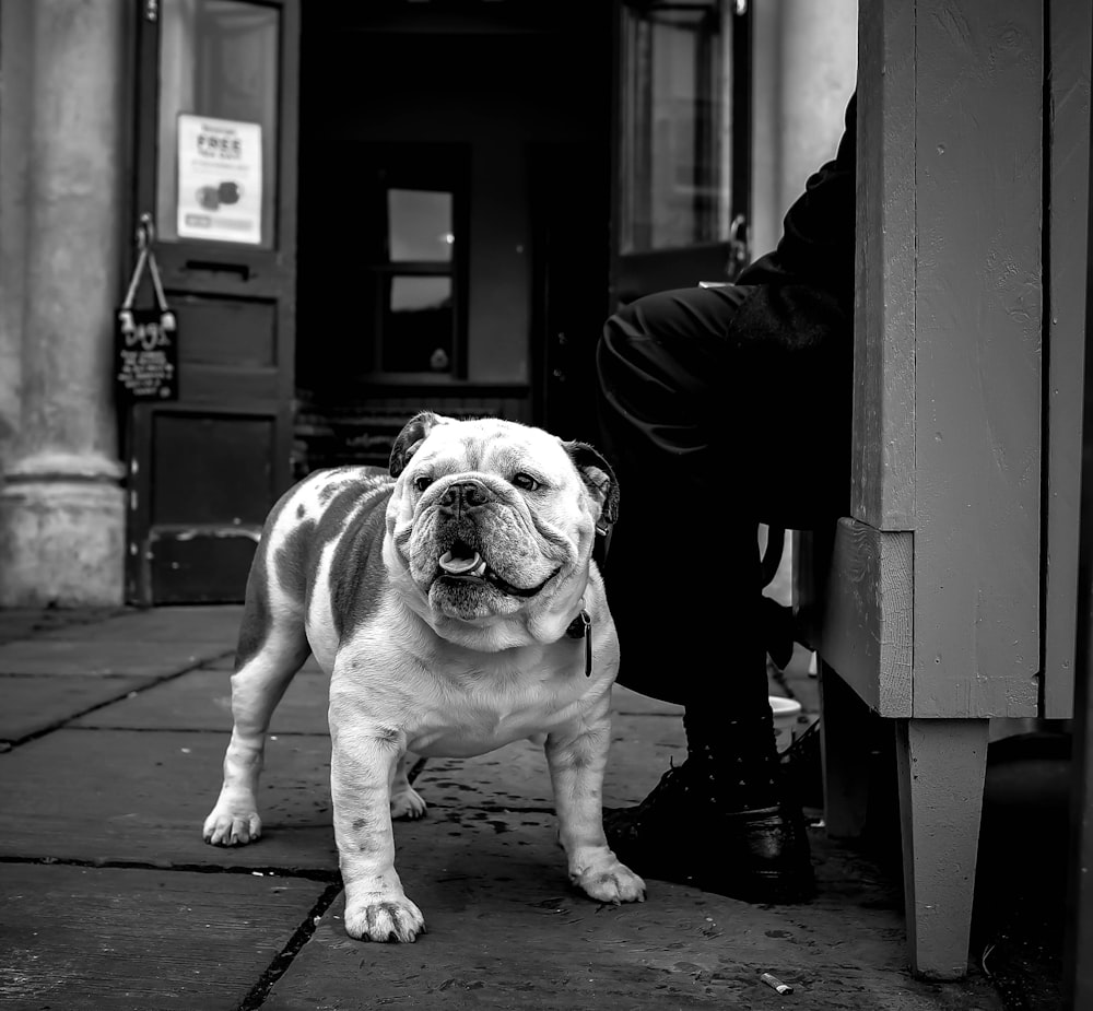 grayscale photo of English bulldog