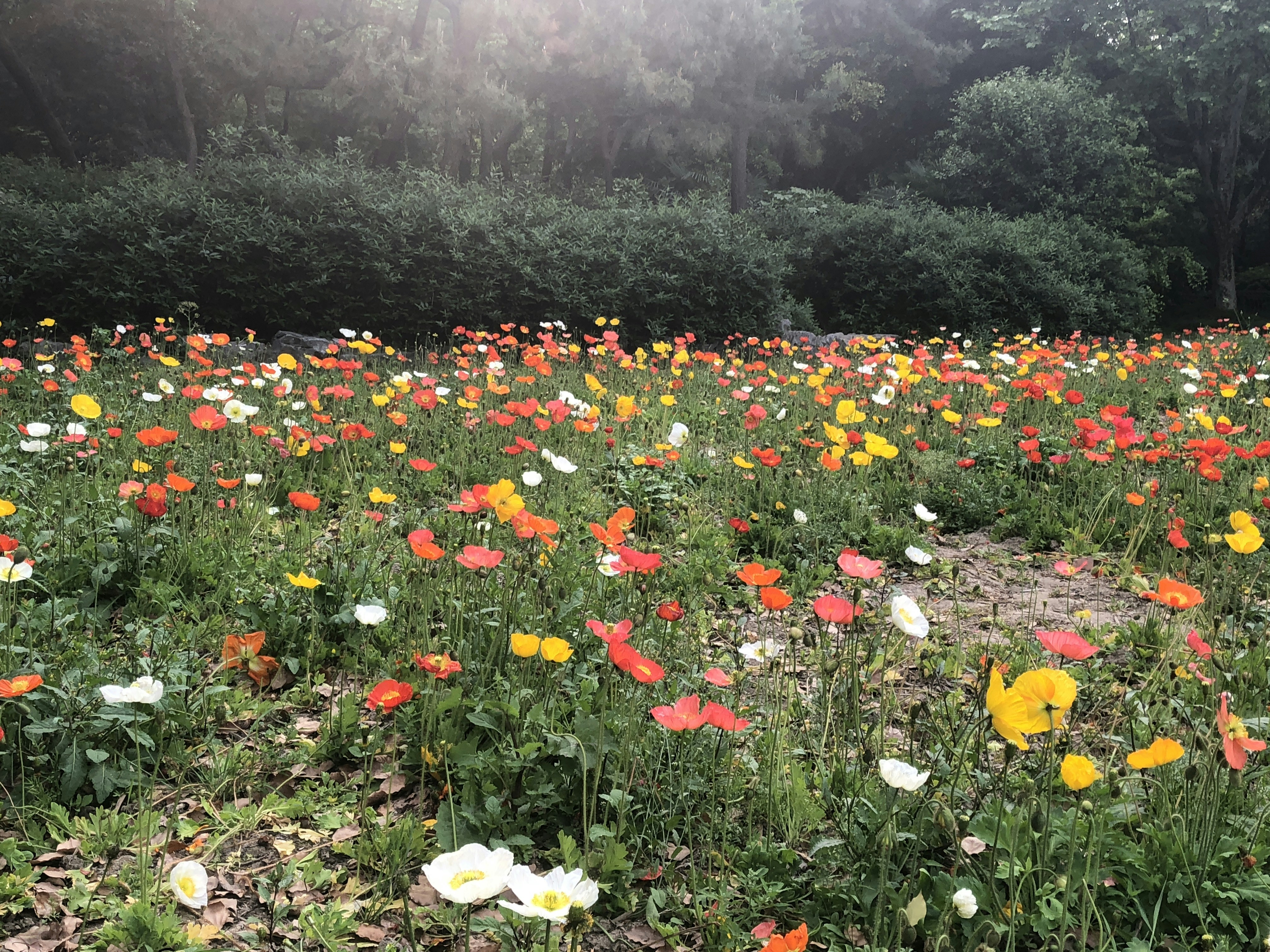 Yang Gonghuan - 