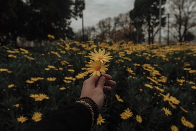 person holding yellow daisy flowers aesthetic teams background