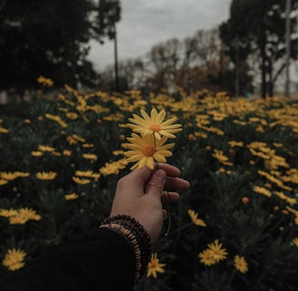 person holding yellow daisy flowers