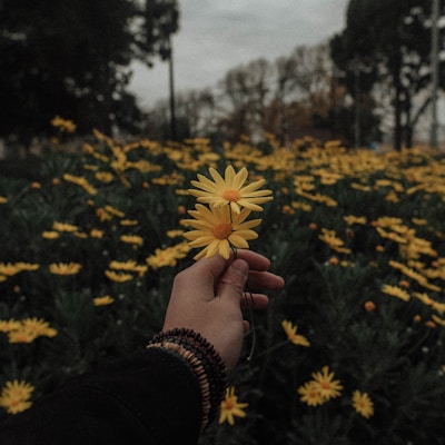 person holding yellow daisy flowers
