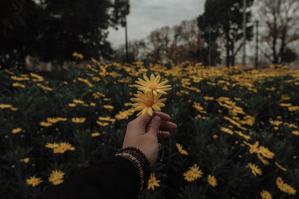 personne tenant des fleurs de marguerite jaune