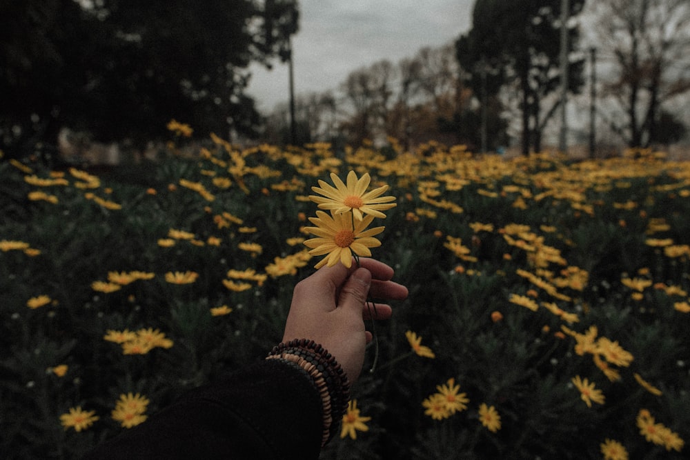 person holding yellow daisy flowers