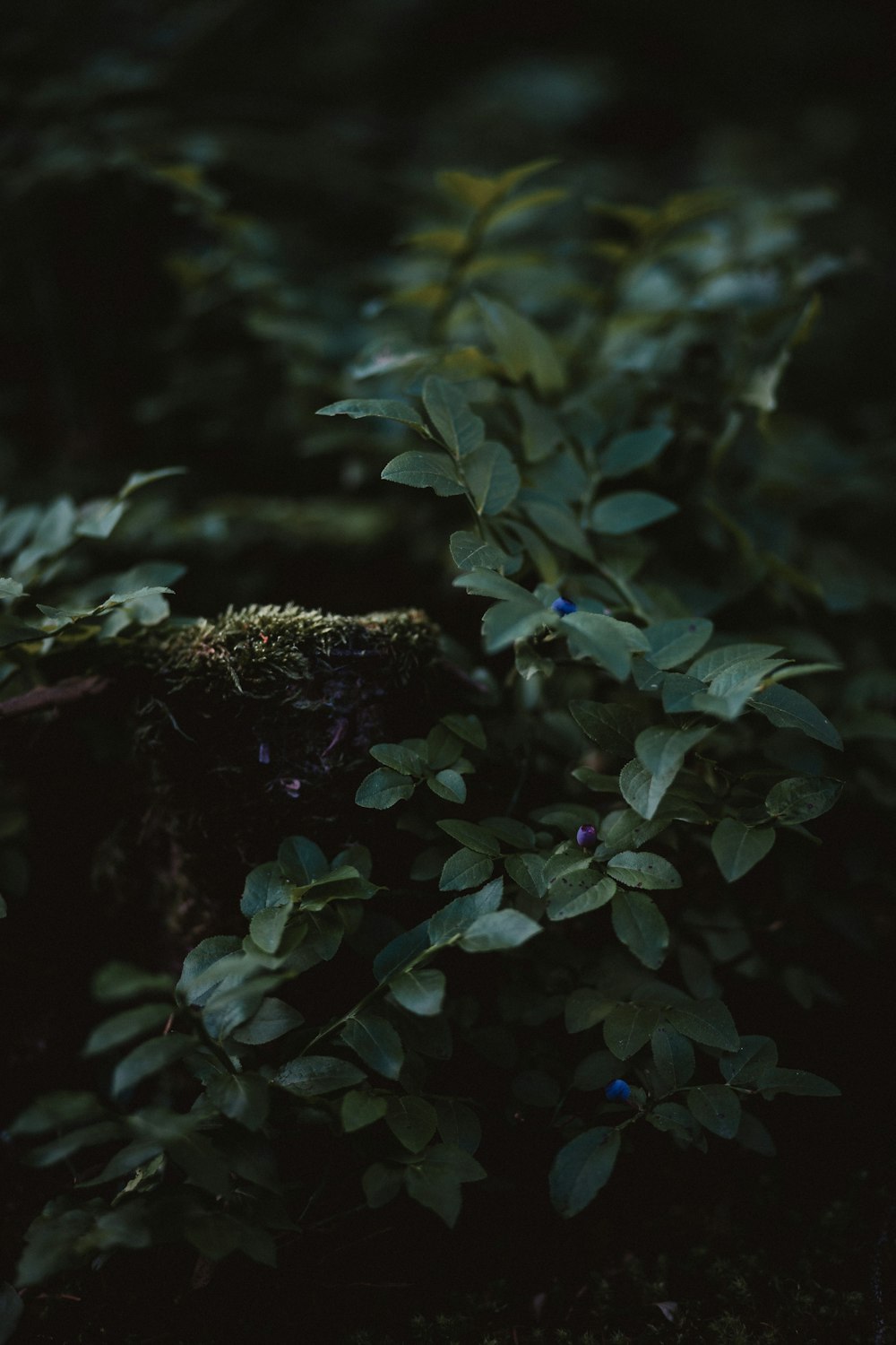 photo sélective d’une plante à feuilles vertes