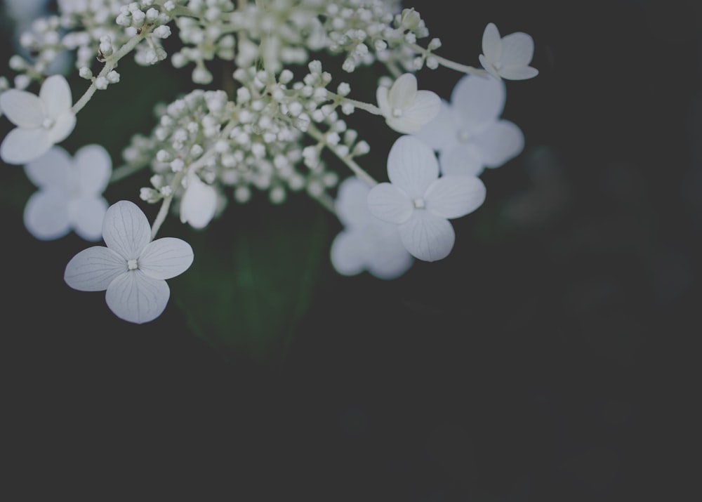 Foto de enfoque selectivo de una flor de pétalos blancos