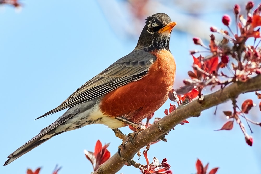 orange and black birdperching on branch