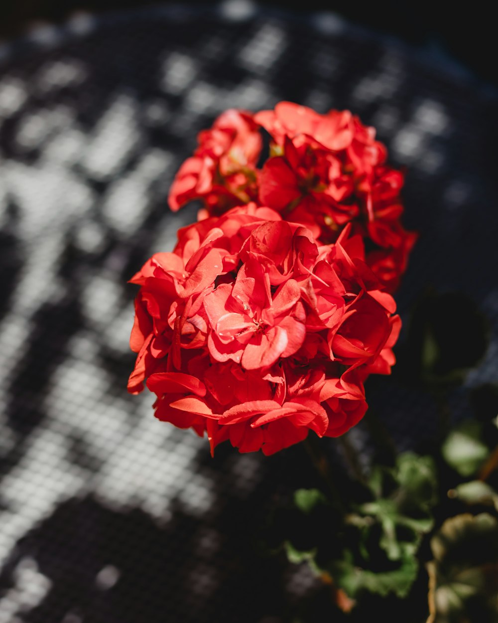 red-petaled flowers