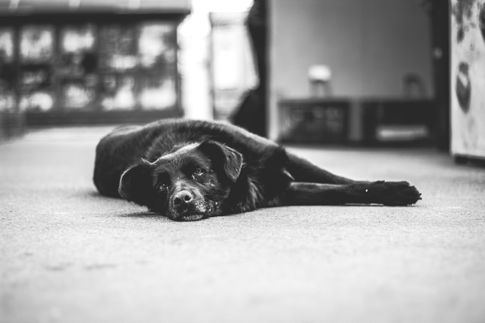 schwarzer Hund liegt auf dem Bett