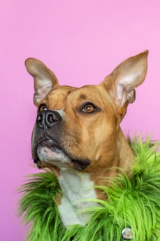 A brown and white dog is wearing a bright green fur collar against a solid pink background. The dog has an alert expression with ears perked up, looking off into the distance.