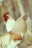 Two roosters are standing closely together, showcasing their distinctive feathers. The dominant rooster in the foreground has a mix of cream and brown plumage, while the second rooster in the background is primarily white with vibrant red wattles and comb. The blurred background suggests a natural outdoor setting.