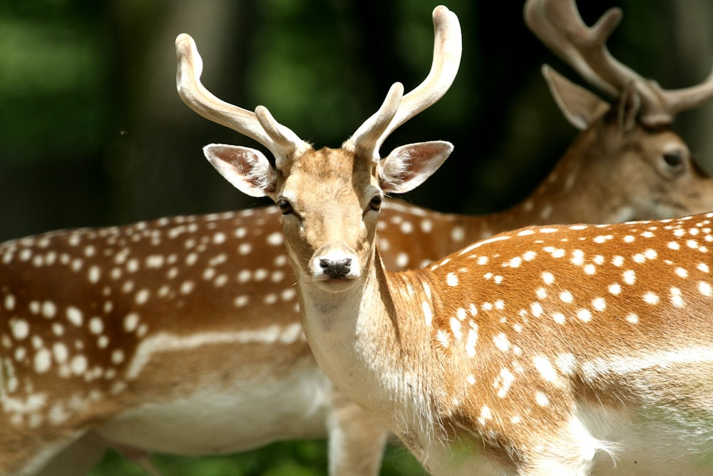 selective focus photography of deers