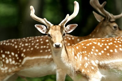 selective focus photography of deers deer google meet background
