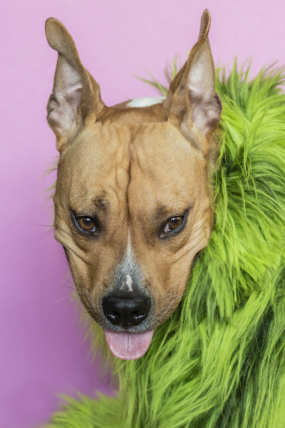 short-coated dog wearing green fur accessory
